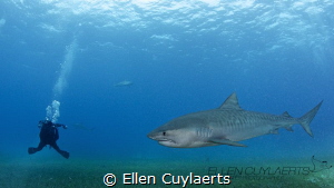 Meeting Tiger sharks after some stormy days! by Ellen Cuylaerts 